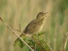 Grasshopper Warbler at Two Tree Island (Steve Arlow) (56249 bytes) Grasshopper Warbler at Two Tree Island (Steve Arlow) (56249 bytes)